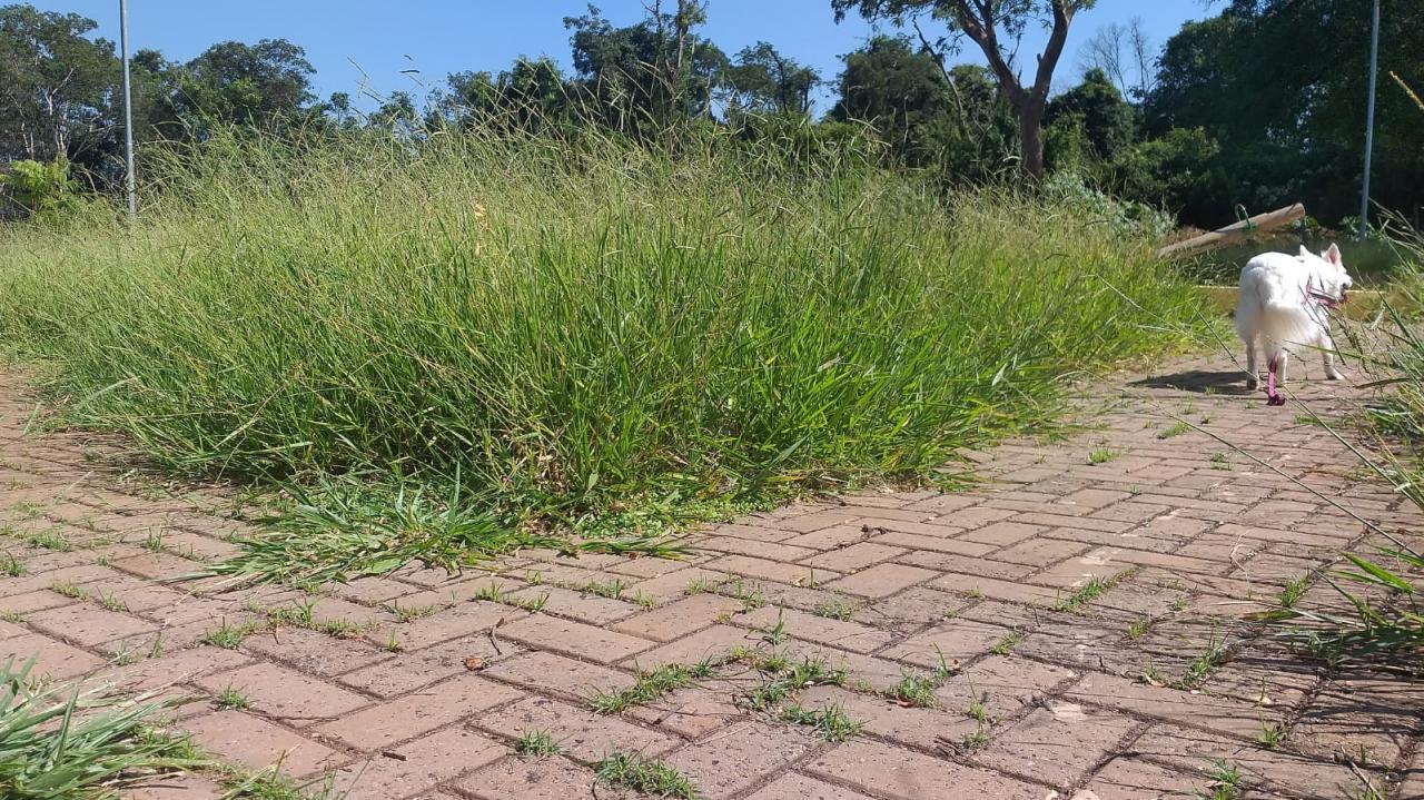 Foto 15 de 21 — Mato toma conta de praça no Maria Luiza; Prefeitura não tem prazo para zeladoria no bairro